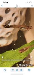 Intercambio guppys