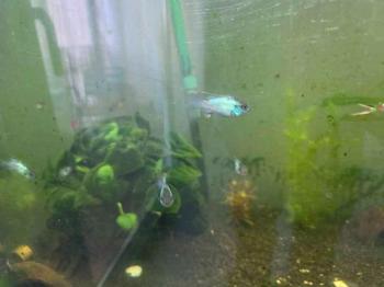 cambio o regalo ciclido acara blue