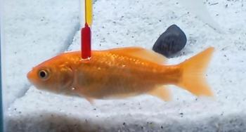 Regalo pez cometa carpa naranja(goldfish