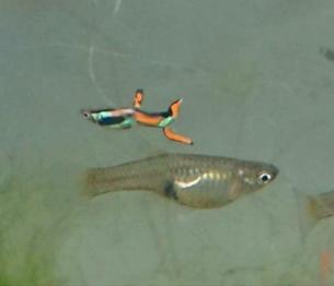 regalo wingei original type ( no envio)