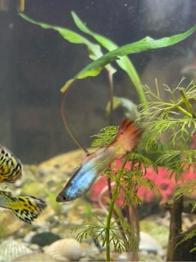 Regalo planorbis con la compra de guppys