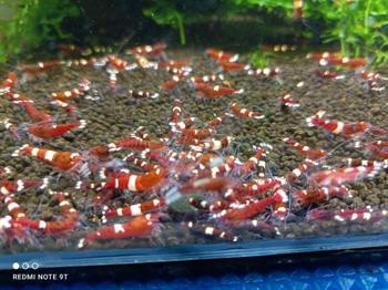 Gambas Taiwán red rubi y black pinto