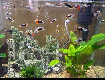 Guppys
