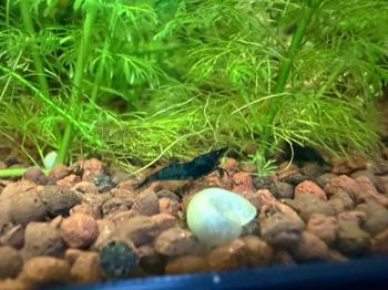 Gambas neocaridinas azules