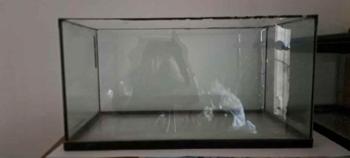 Vendo Pecera  y regalo caracoles