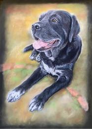 RETRATOS MASCOTAS PINTADOS A MANO