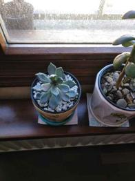 REGALO HOJAS  DE SUCULENTAS