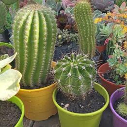 Colección de cactus