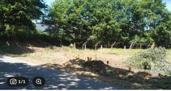 SE REGALA ROBLES DE FINCA