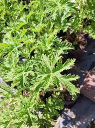 Adiós moscas y mosquitos.