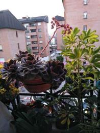 REGALO HOJAS DE SUCULENTAS ECHEVERIA