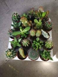 Packs Cactus Surtidos