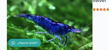 NEOCARIDINAS Blue velvet cristal