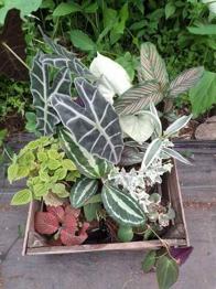 Pack 12 Plantas Interior