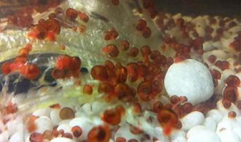 Cambio o regalo Caracoles Planorbis