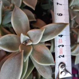 Crasa sedum 0,90 euros, regalo bebé dist