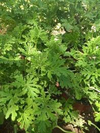 Planta repelente de mosquitos