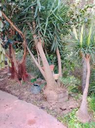 Se regala Planta de yuca de gran tamaño,