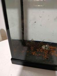 Regalo peces Botia tigre