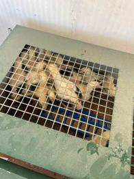 VENDO POLLOS  DONG TAO