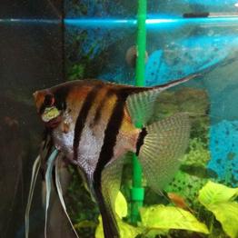 Adopto peces /Acepto plantas