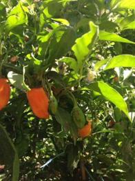 Plantas de Guindillas