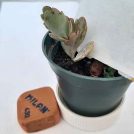 Crasa Kalanchoe, regalo bebé distinta