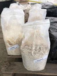 Pack Setas de Cardo, Chopo, Ostra