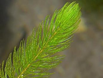Cambio o regalo cola de zorro