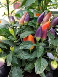 Centros de plantas Int/ext