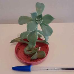 Crasa sedum 0,75 euros, regalo: 2 x 1
